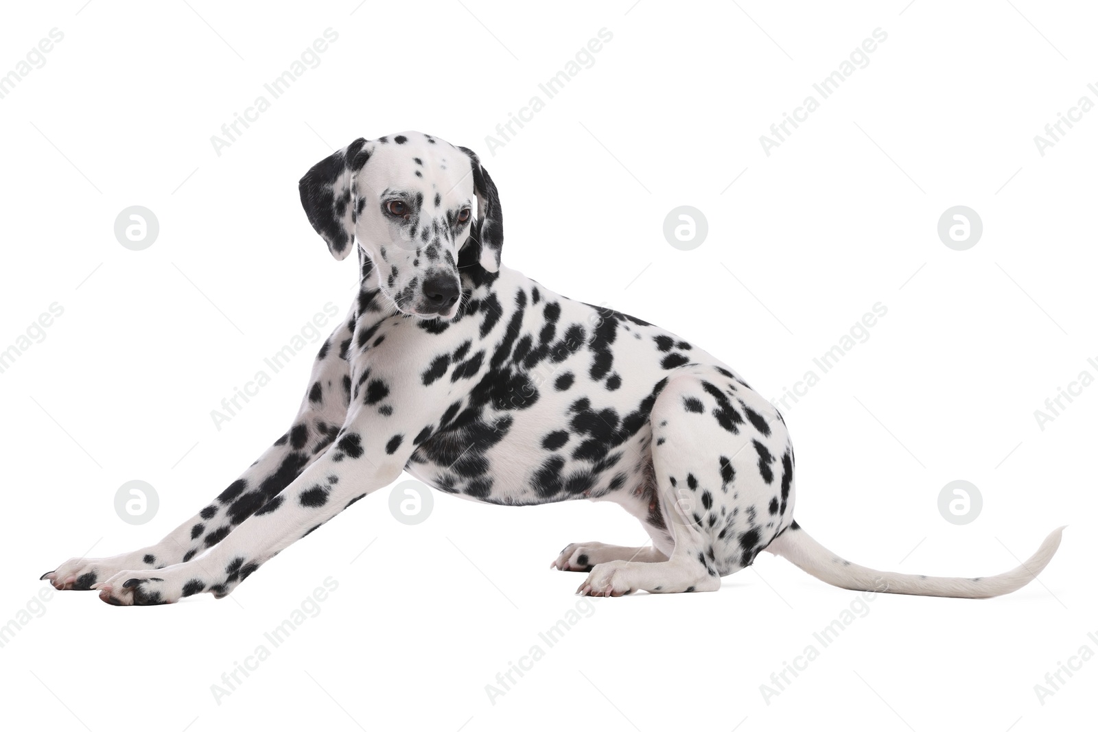 Photo of Adorable Dalmatian dog on white background. Lovely pet