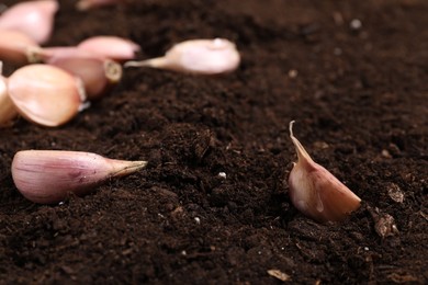 Vegetable planting. Garlic cloves on fertile soil, closeup
