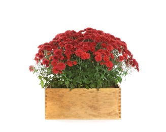 Photo of Beautiful red chrysanthemum flowers in wooden crate on white background
