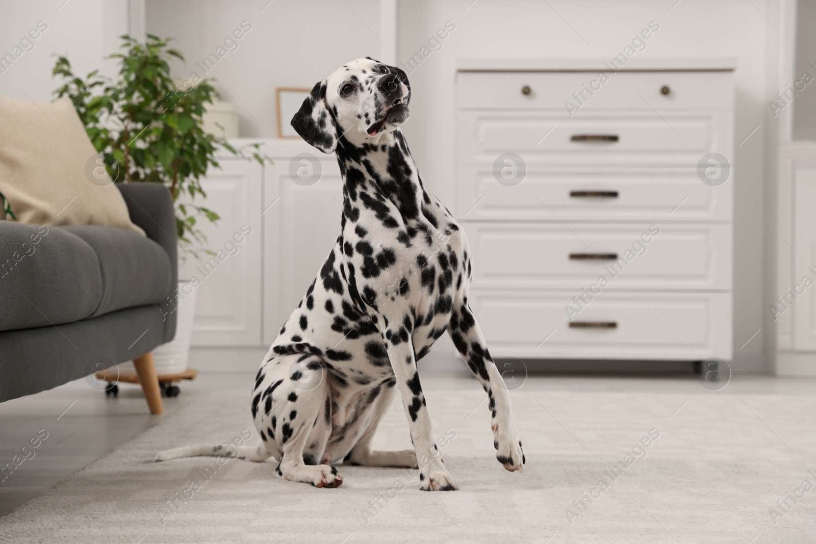 Photo of Adorable Dalmatian dog sitting on rug indoors. Lovely pet