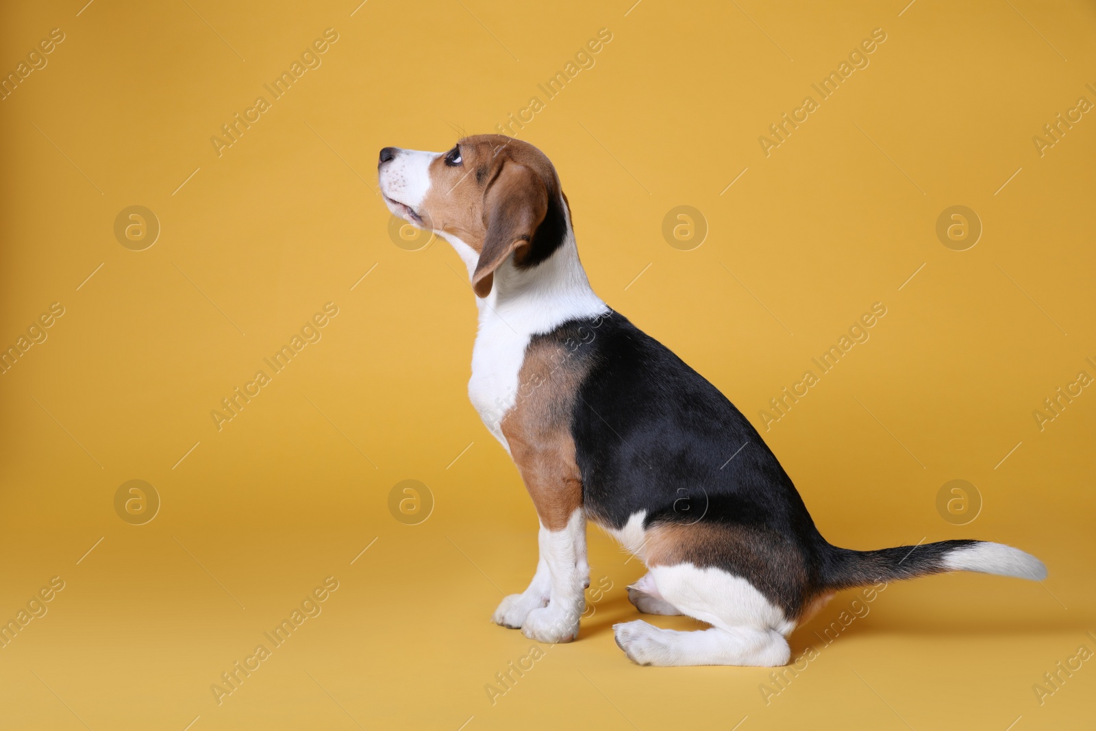 Photo of Cute Beagle puppy on yellow background. Adorable pet