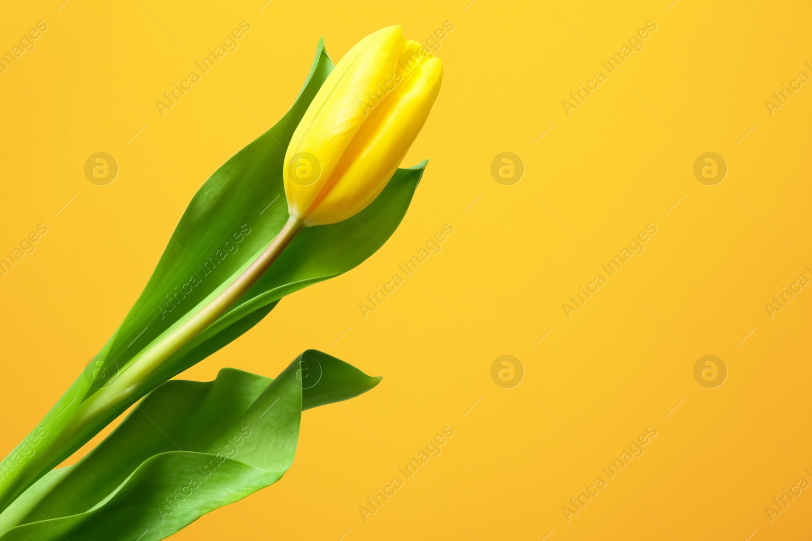 Photo of Beautiful tulip on color background