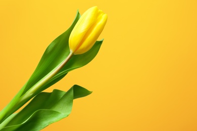 Photo of Beautiful tulip on color background