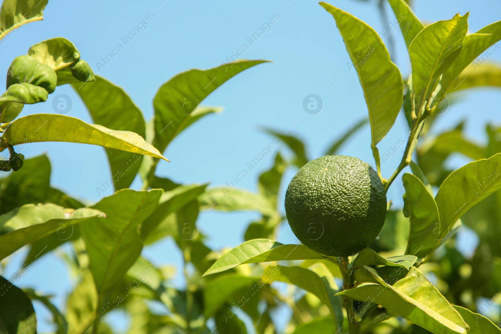 Photo of Unripe green tangerine growing on tree outdoors, space for text. Citrus fruit