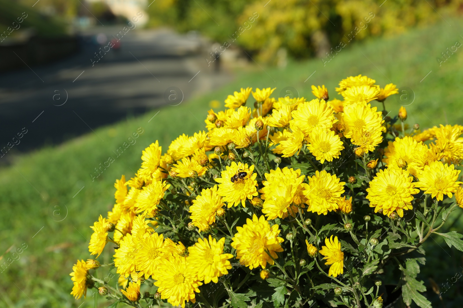 Photo of Beautiful bouquet of colorful chrysanthemum flowers outdoors