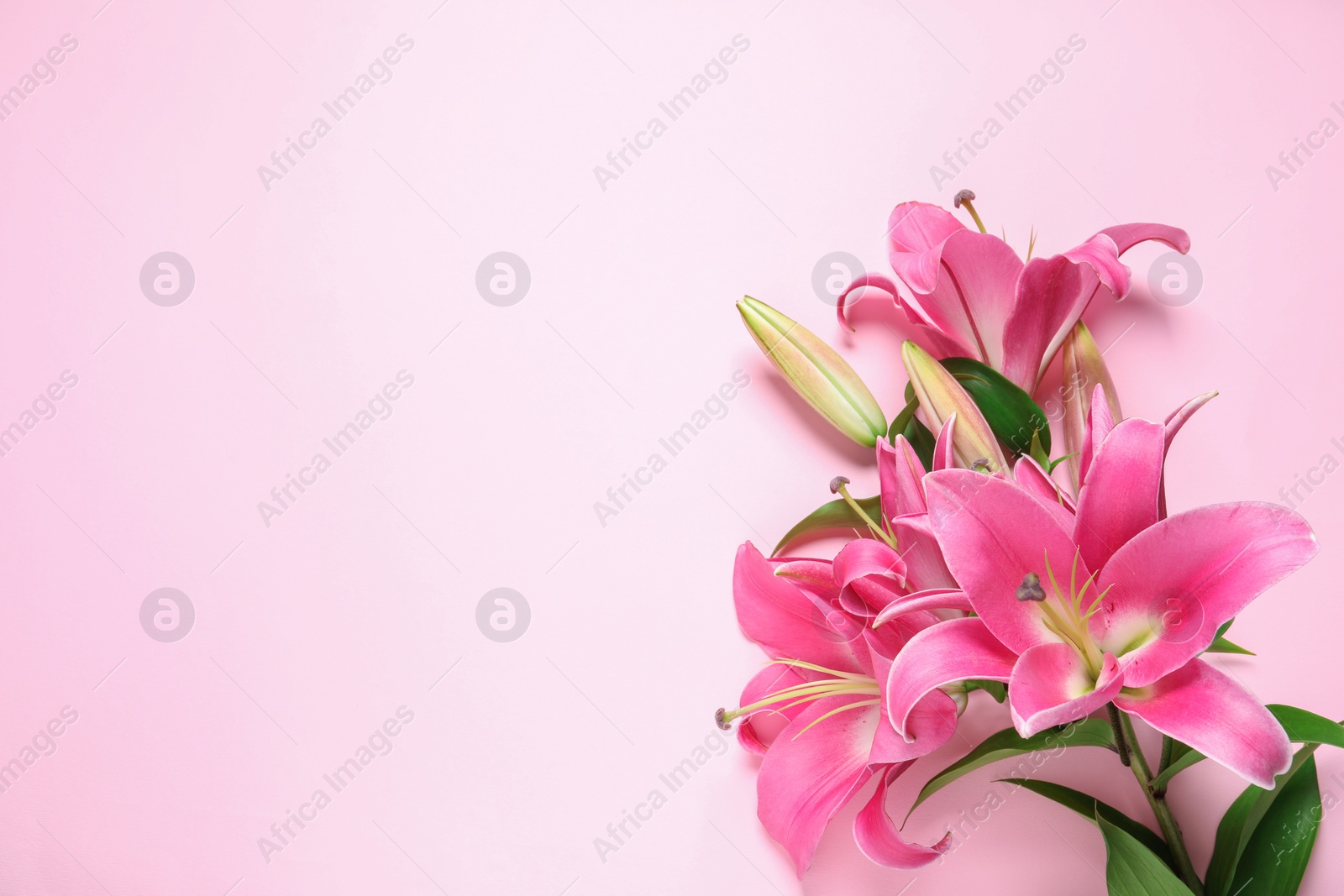 Photo of Beautiful pink lily flowers on color background, top view. Space for text