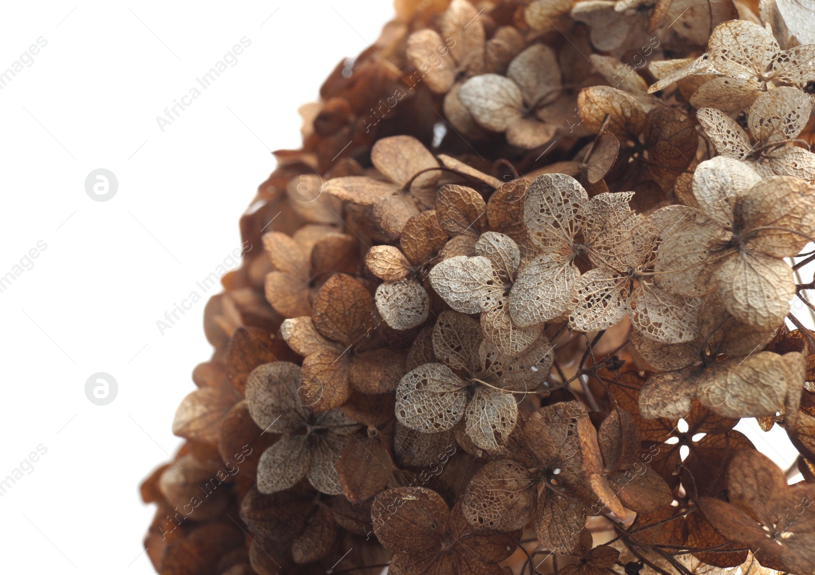 Photo of Beautiful dried hortensia flowers on white background, closeup