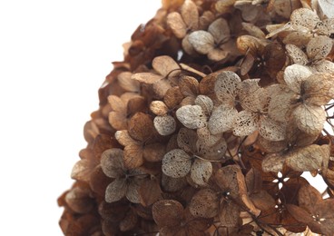 Photo of Beautiful dried hortensia flowers on white background, closeup