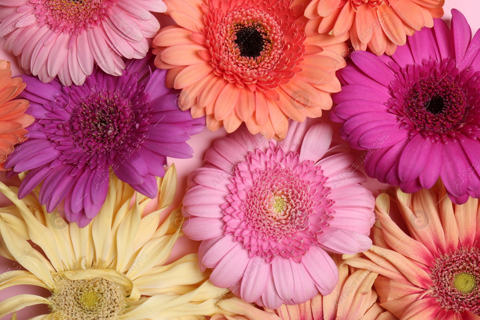 Photo of Beautiful gerbera flowers as background, closeup view