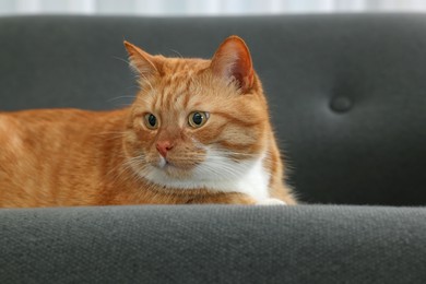 Photo of Cute ginger cat lying on sofa at home