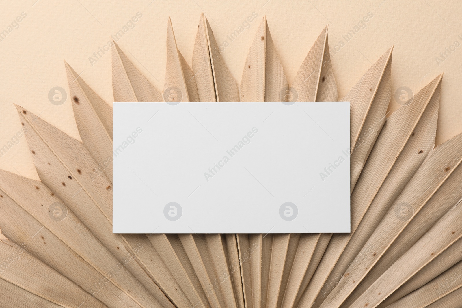 Photo of Blank business card and decorative plant on beige background, top view. Mockup for design