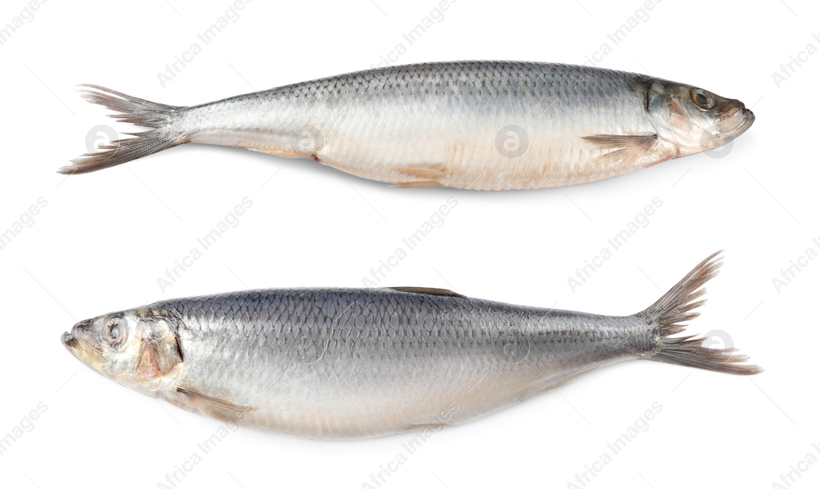 Image of Two tasty salted herrings on white background