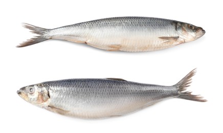 Image of Two tasty salted herrings on white background