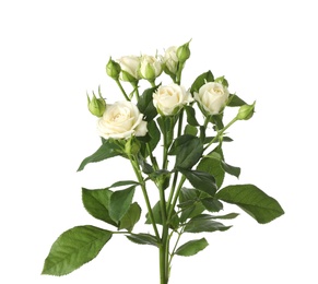 Beautiful blooming rose flowers on white background