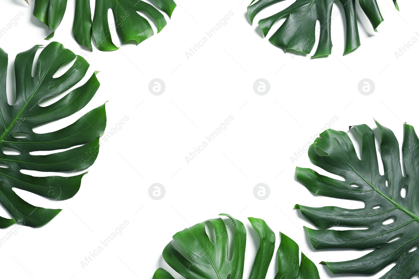 Photo of Green fresh monstera leaves on white background, top view. Tropical plant