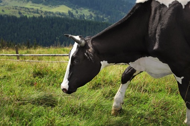 Photo of Cow grazing on green meadow in summer