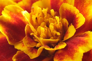 Photo of Beautiful orange Marigold flower as background, macro view