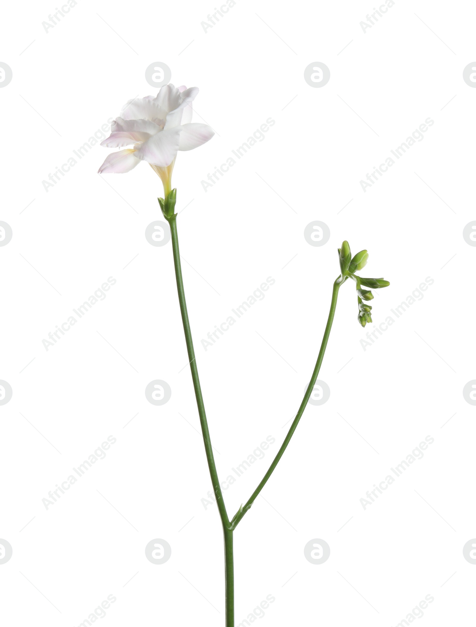 Photo of Beautiful tender freesia flower isolated on white