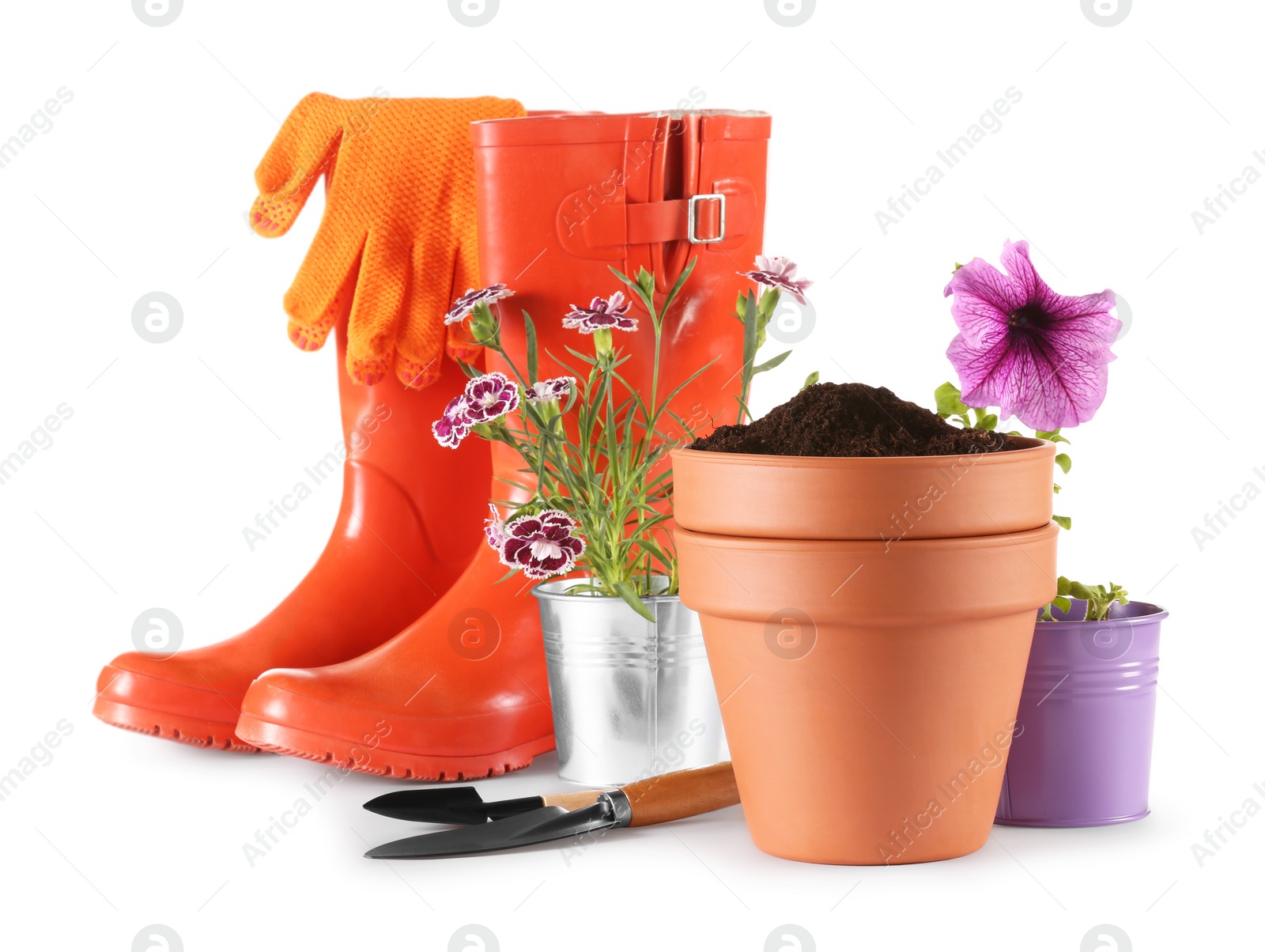 Photo of Beautiful flowers, pots, rubber boots and gardening tools isolated on white