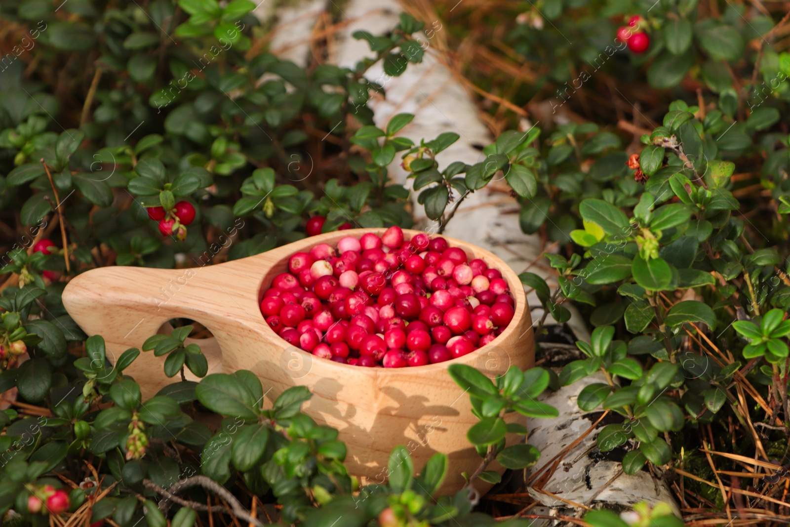 Photo of Many ripe lingonberries in wooden cup outdoors