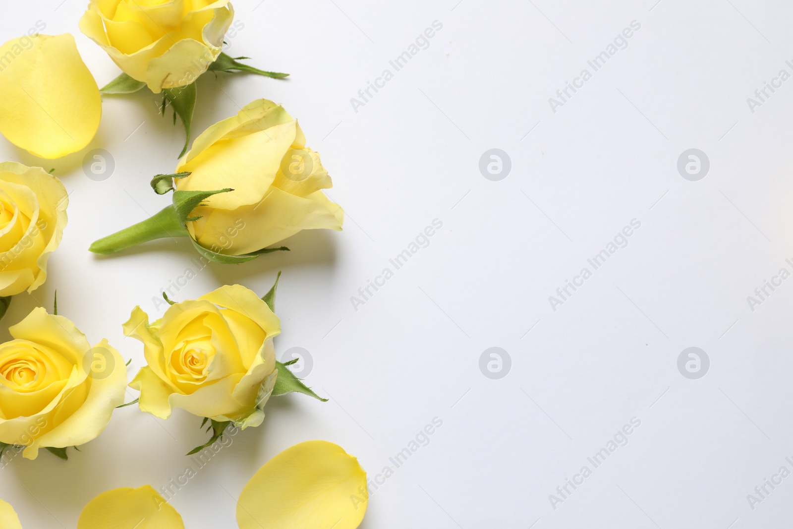 Photo of Beautiful yellow roses and petals on white background, flat lay. Space for text