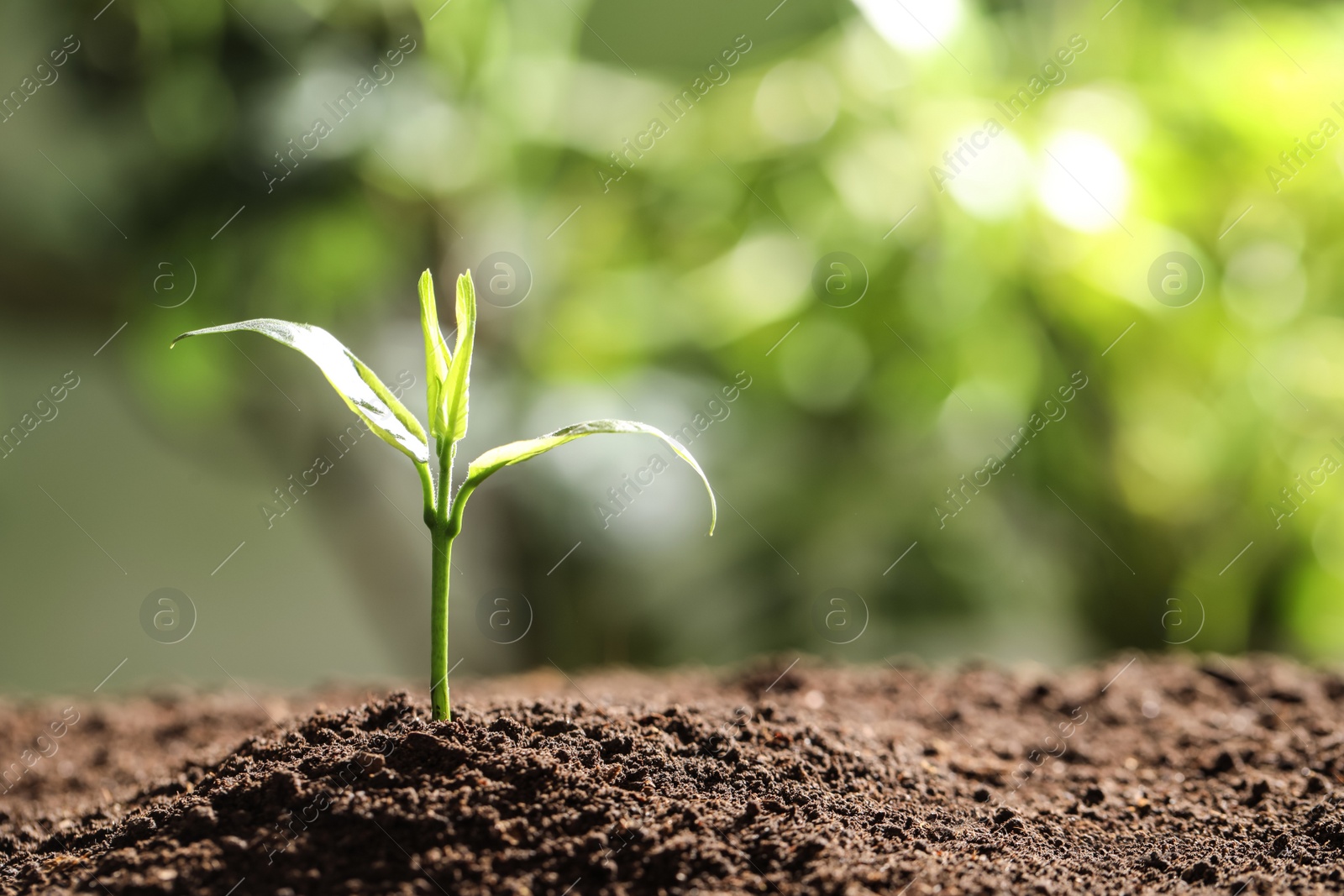 Photo of Young plant in fertile soil on blurred background, space for text. Gardening time