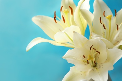 Photo of Beautiful lilies against blue background, closeup view. Space for text