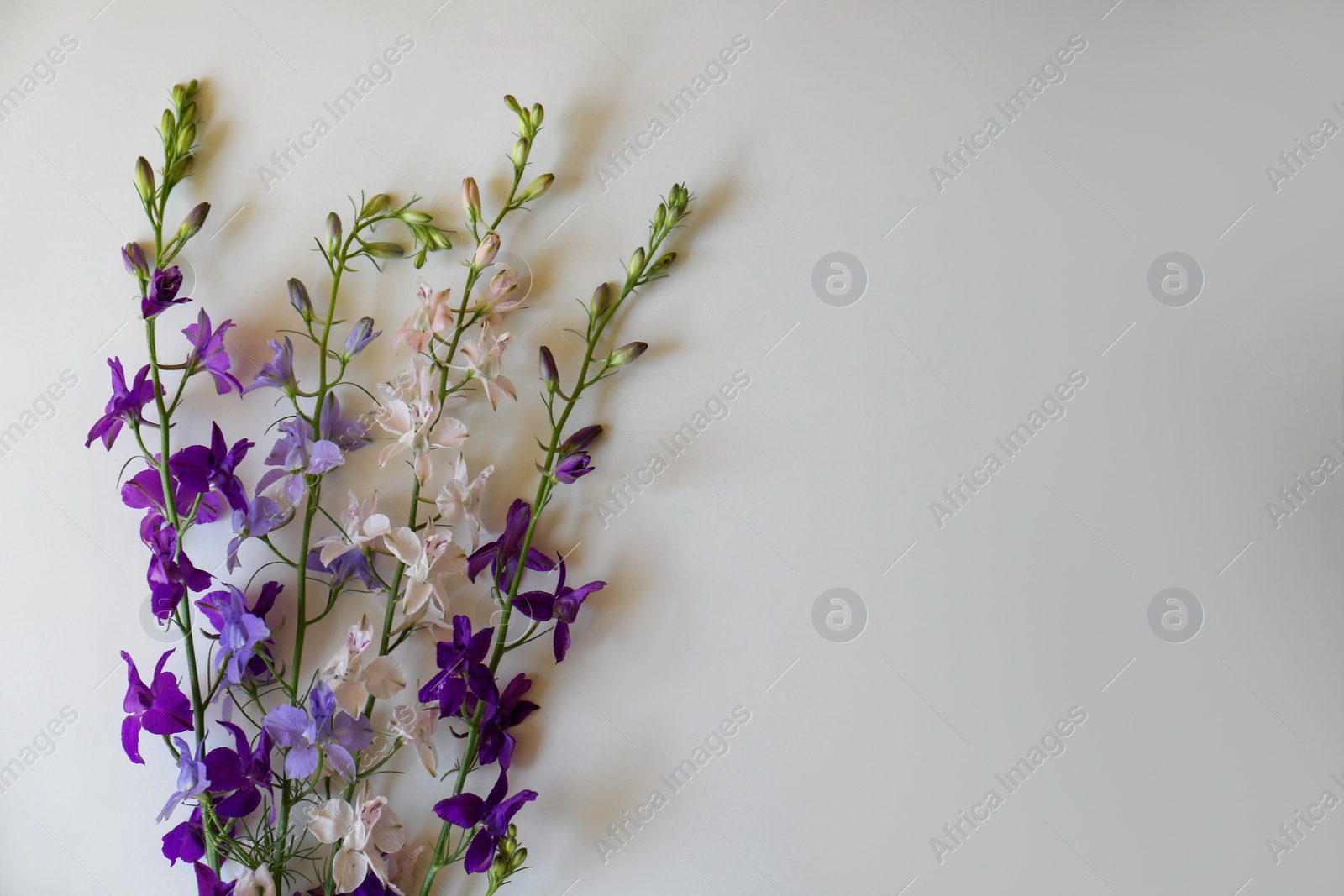 Photo of Bouquet of beautiful wildflowers on white background, top view. Space for text