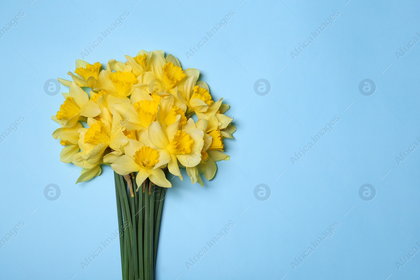 Photo of Bouquet of beautiful yellow daffodils on light blue background, top view. Space for text