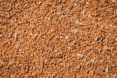 Photo of Pile of wheat grains as background, closeup view