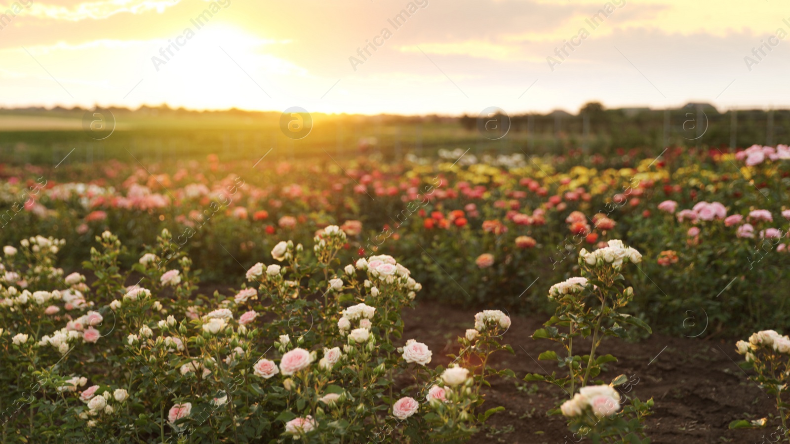 Photo of Bushes with beautiful roses in blooming field