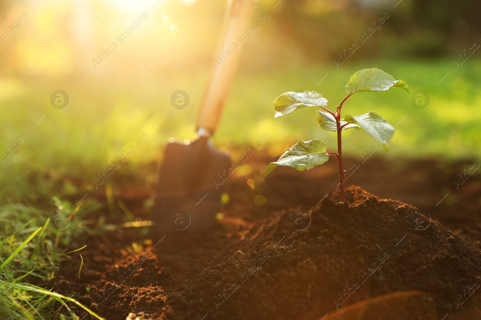 Photo of Seedling growing in fresh soil on sunny day outdoors. Planting tree