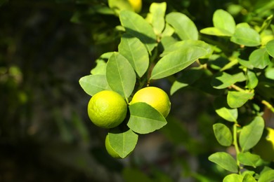 Photo of Ripe limes growing on tree branch in garden, closeup