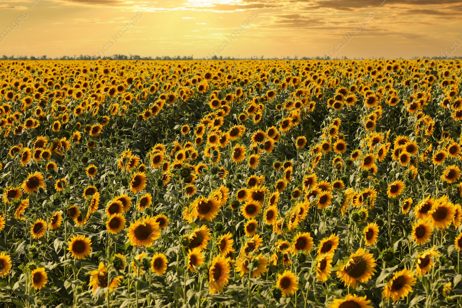 Photo of Beautiful view of field with yellow sunflowers