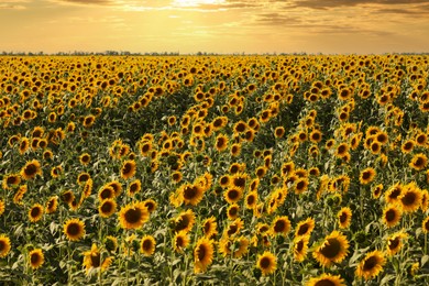Photo of Beautiful view of field with yellow sunflowers