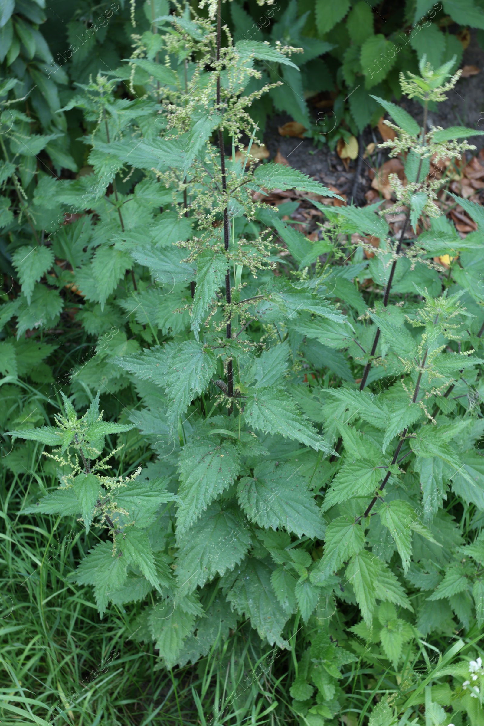 Photo of Stinging nettle plant with green leaves growing outdoors