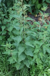Photo of Stinging nettle plant with green leaves growing outdoors
