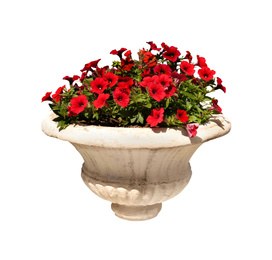 Beautiful red flowers in stone plant pot on white background 