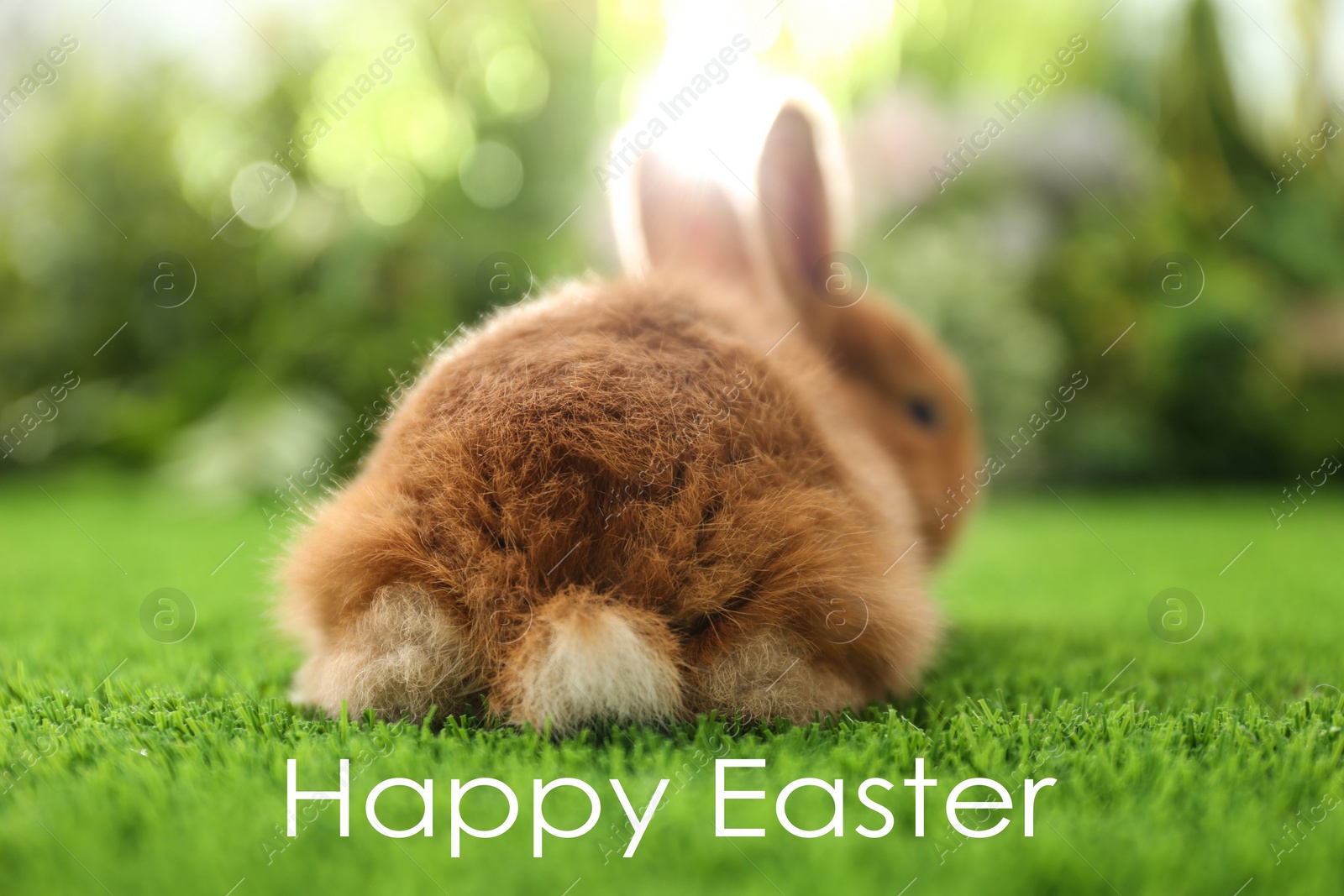 Image of Adorable fluffy bunny on green grass. Happy Easter 