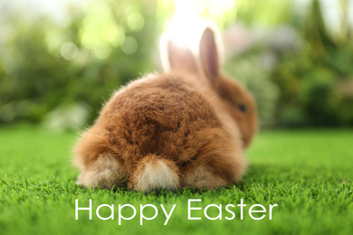 Adorable fluffy bunny on green grass. Happy Easter 