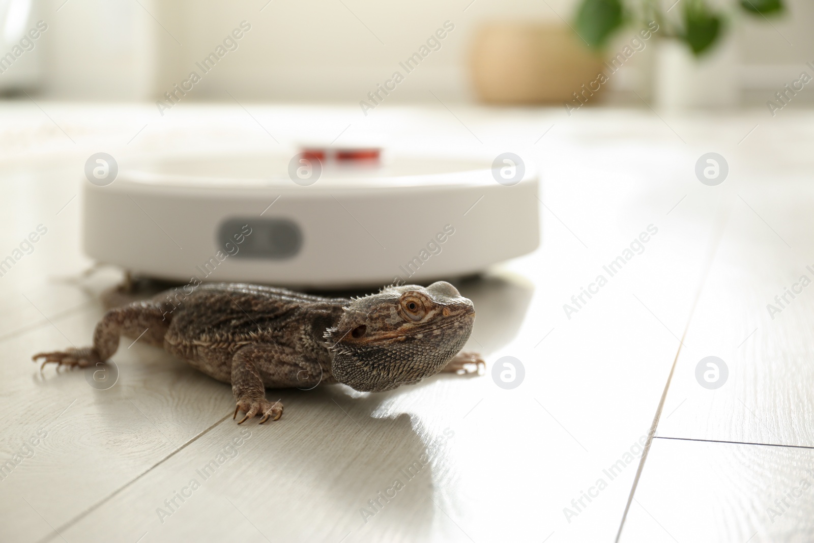 Photo of Robotic vacuum cleaner and bearded dragon lizard indoors