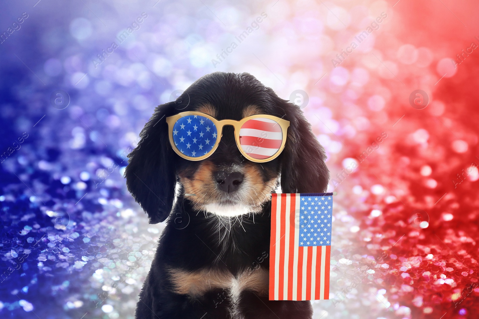 Image of 4th of July - Independence Day of USA. Cute dog with sunglasses and American flag on shiny festive background
