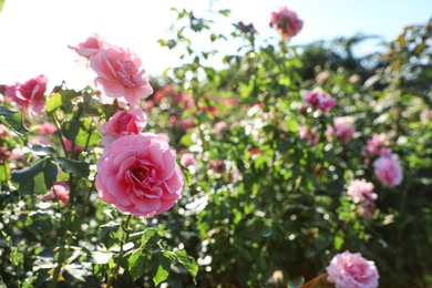 Photo of Green bush with beautiful roses in blooming garden on sunny day