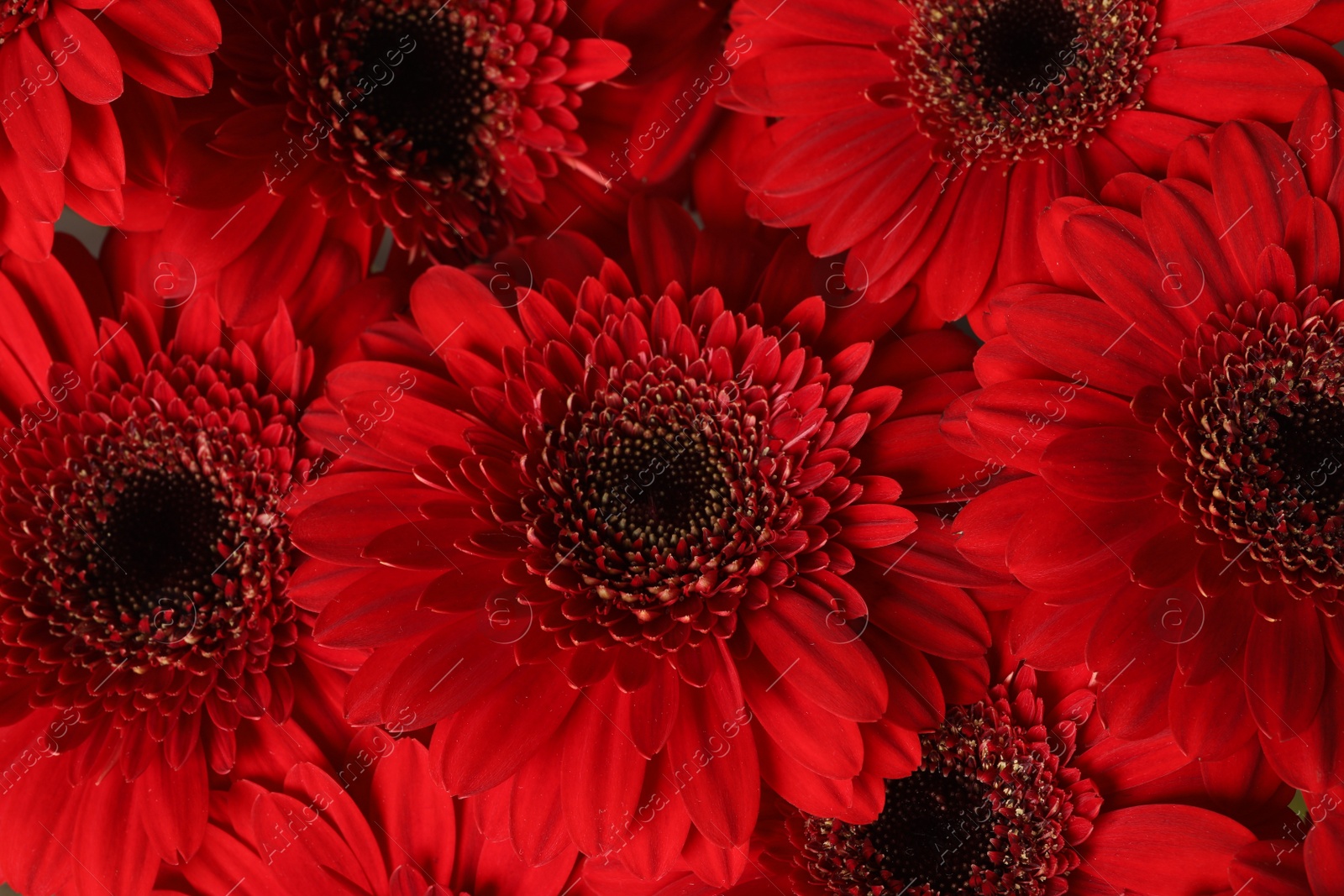 Photo of Bouquet of beautiful red gerbera flowers as background, closeup