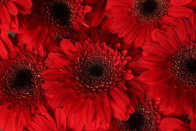 Photo of Bouquet of beautiful red gerbera flowers as background, closeup