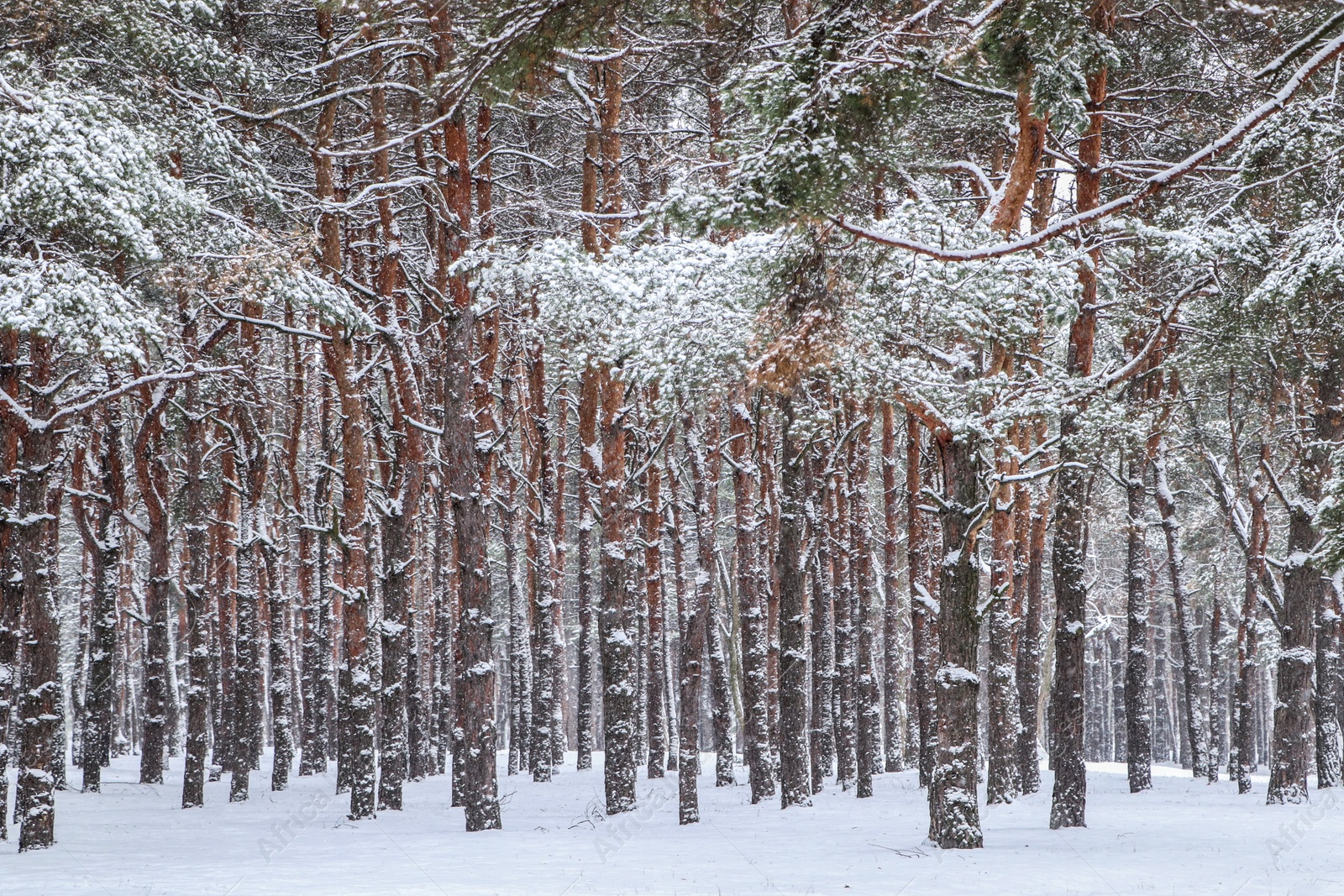 Photo of Picturesque view of beautiful forest covered with snow