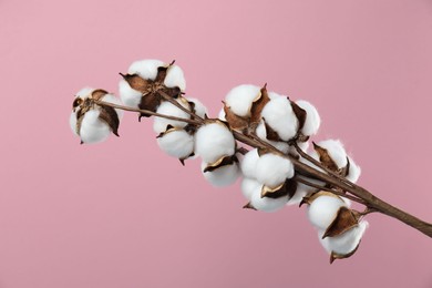 Photo of Beautiful cotton branch with fluffy flowers on pink background