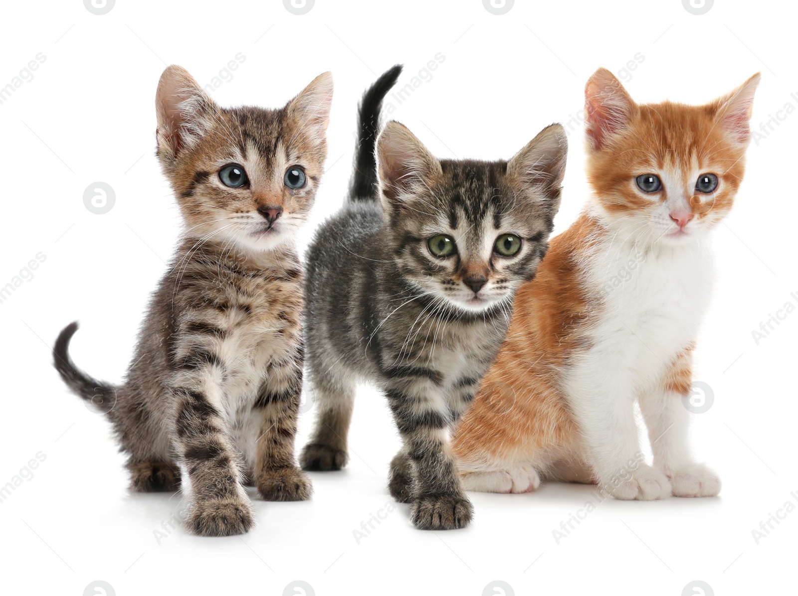 Image of Group of cute little kittens on white background