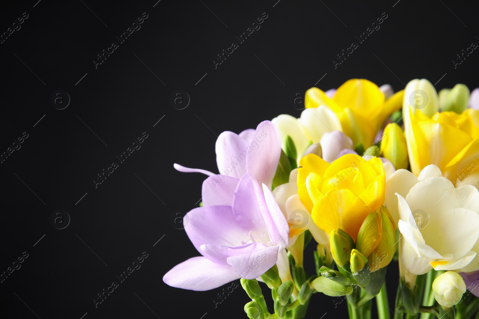 Photo of Bouquet of freesia flowers on black background. Space for text