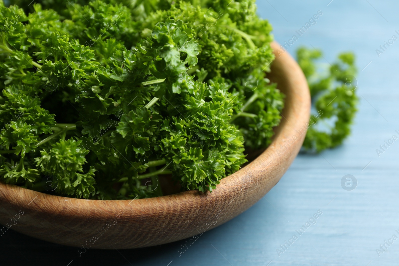 Photo of Fresh curly parsley in wooden bowl on blue table, closeup